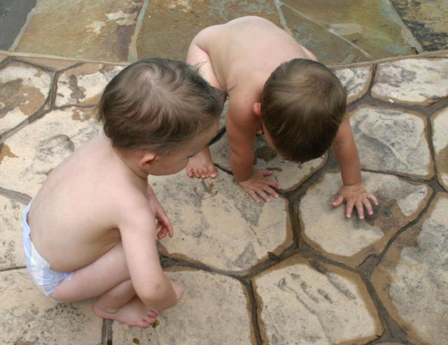 Inspecting a butterfly