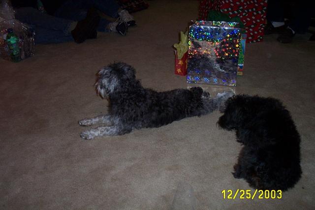 Harley & Lyric -- Kyle & Jen's Puppies