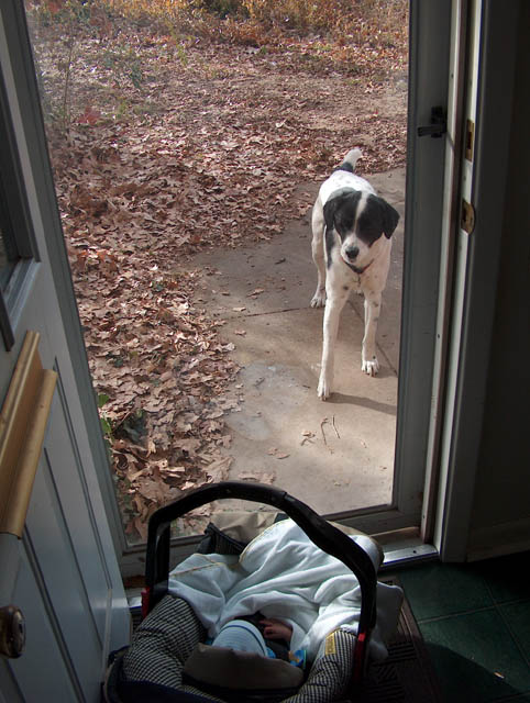 Eddie meets Tyler! (Right after this picture, Eddie started growling at Tyler. Eddie & Tyler won't be playing together until Tyler gets a little older -- and better able to defend himself!)