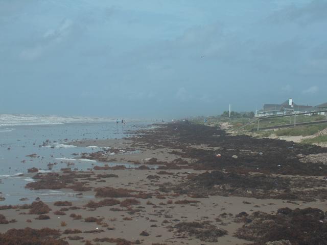 The mess of seaweed after the storm