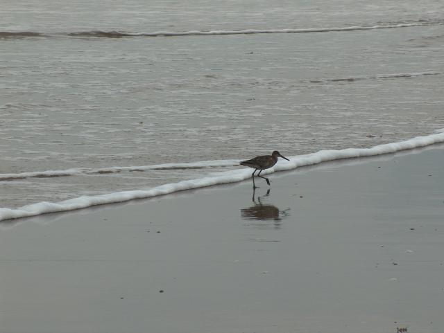 Have you seen my friend, the seagull?