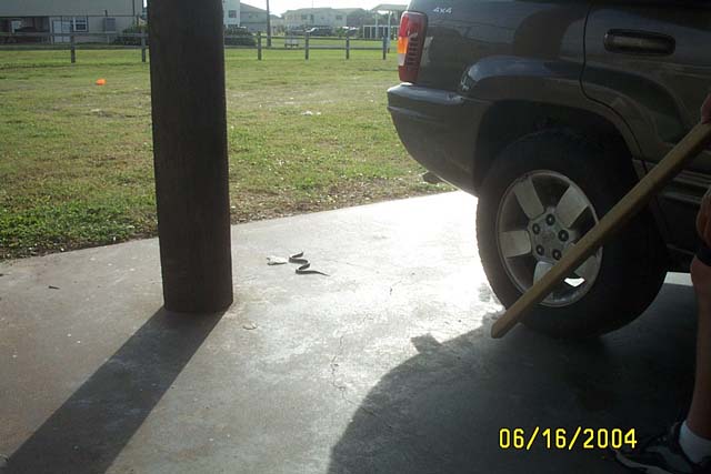 The Snake Under the House - Yikes!