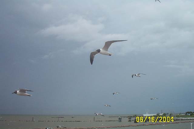 More Seagulls