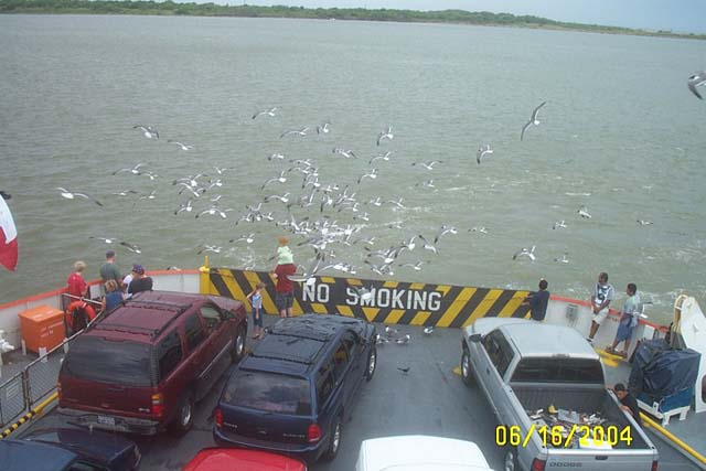 A Swarm of Seagulls
