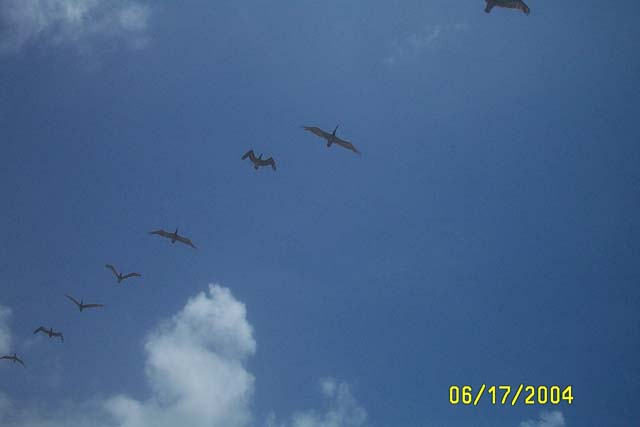 Pelicans!