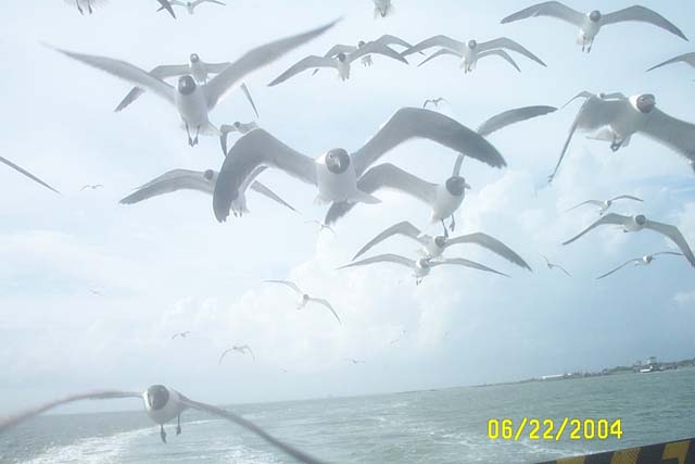 The Attack of the Seagulls