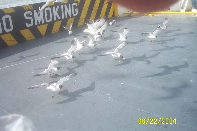 The Seagulls were Starving!