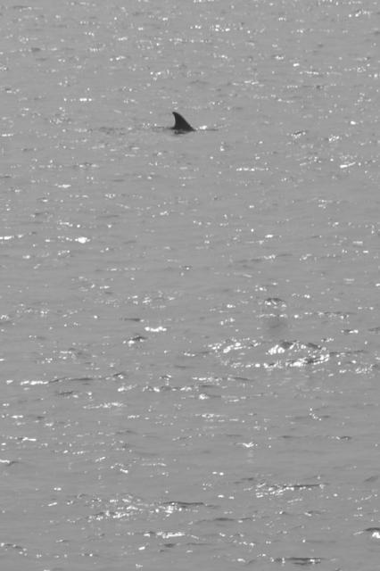 Looks scary, but it's just a porpoise