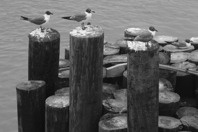 Seagull perch