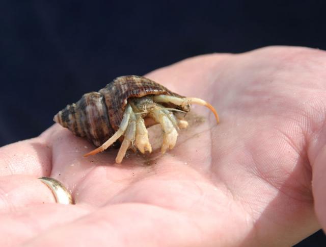 Hello hermit crab!