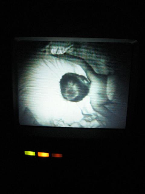 Sleeping without his shirt, just like Daddy ~ April 5, 2009