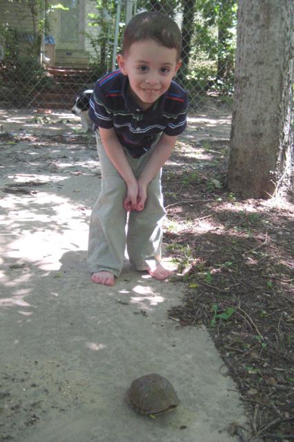 Come on out, Mr. Turtle! ~ May 31, 2009