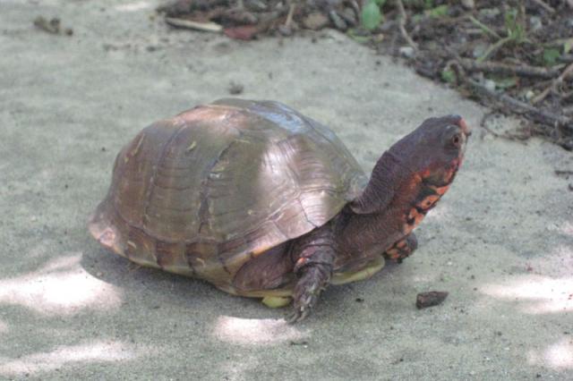 Poking his head out ~ May 31, 2009