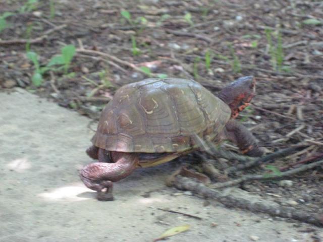 Bye bye, Mr. Turtle! ~ May 31, 2009