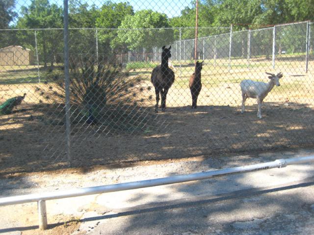 Exotic animals of Ada ~ May 19, 2009