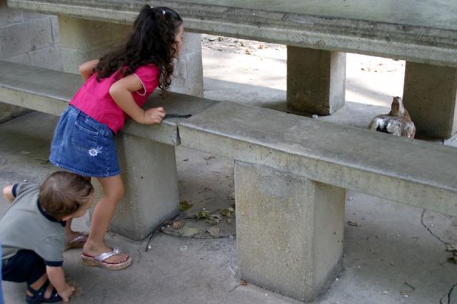 The goose found a safe spot ~ August 17, 2007