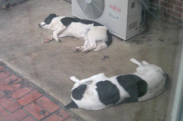 Twin napping ~ August 19, 2008