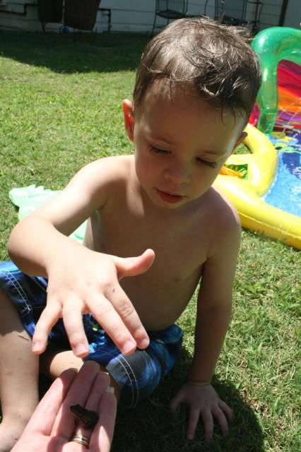 Pet the frog ~ July 4, 2008