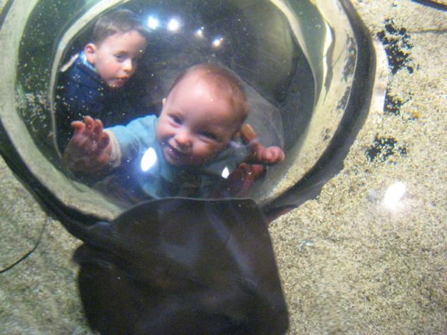 Up close and personal with a stingray ~ November 19, 2009