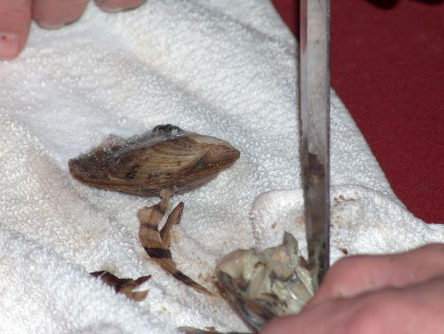 Looking for the pearls