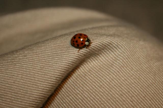 ...a ladybug!