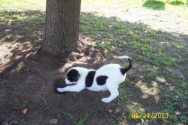 Eddie's Learning to Dig