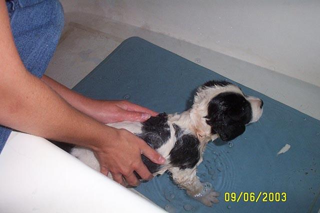 Eddie's First Bath