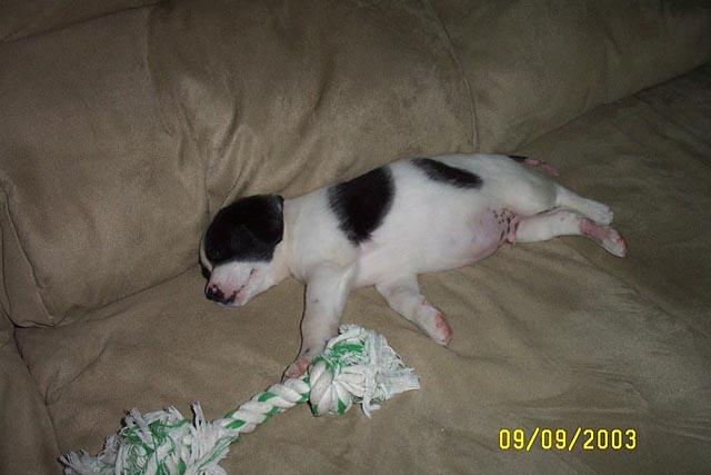 The Rope Wore Eddie Out!