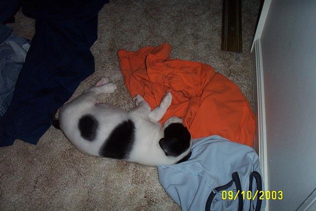 Napping in the Laundry