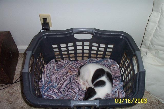 Eddie in his Basket