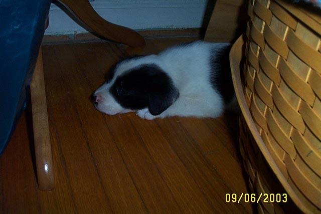 Napping Behind the Blanket Basket