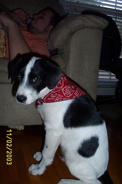 Eddie in his Bandana