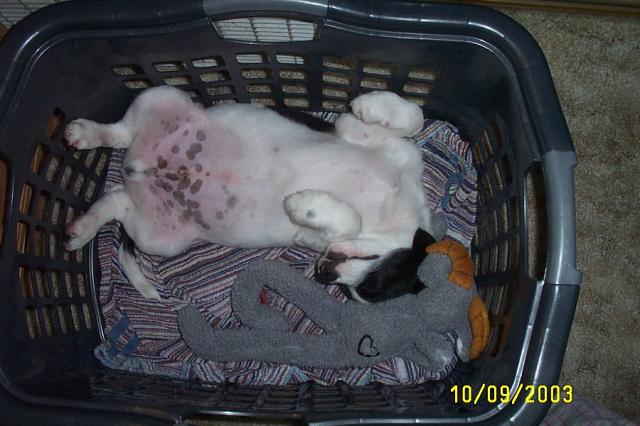 How Does he Sleep Like This?