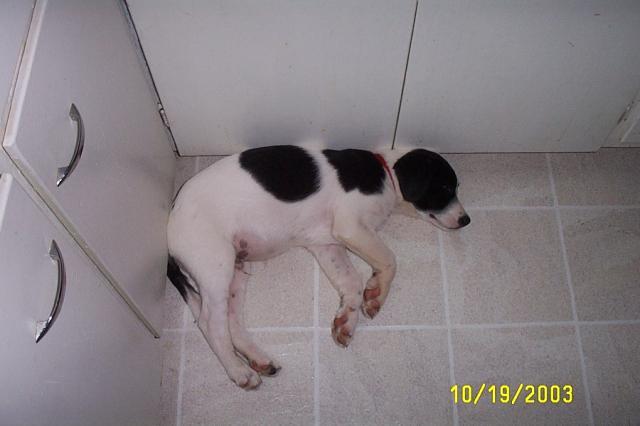 Napping in the Kitchen