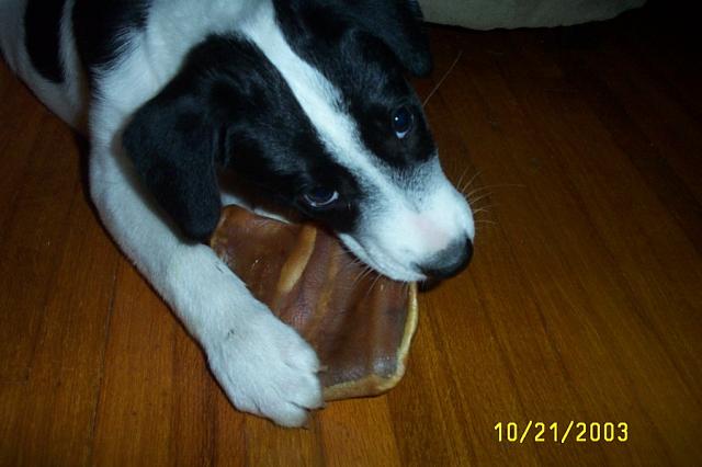 Eddie and his Pig's Ear