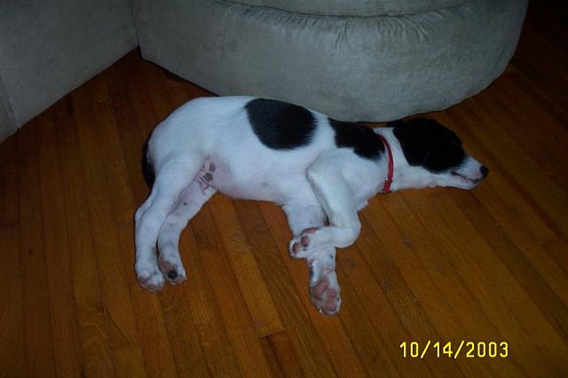 "Pointing" in his Sleep