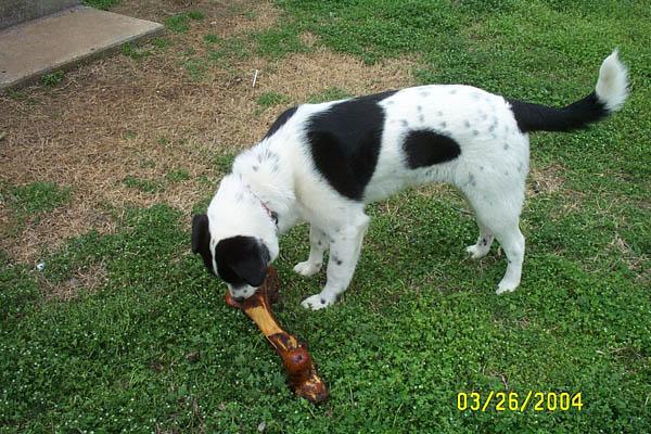 Mmm, tastes like beef jerky!