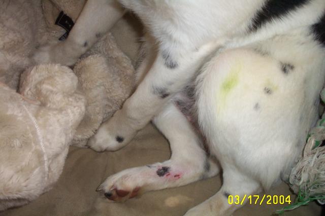 Grass Stains & Battle Wounds