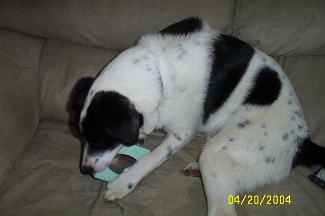 Eddie Loves Empty Kleenex Boxes!