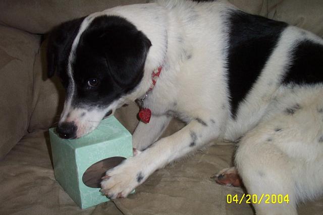 Eddie Loves Empty Kleenex Boxes!