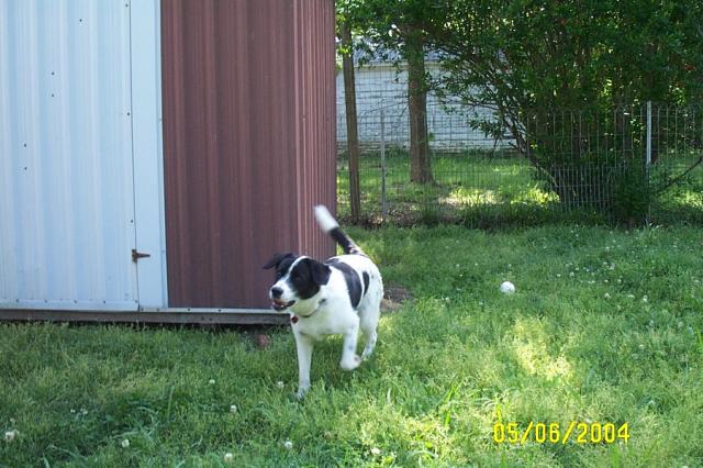 There's a Tennis Ball in my Mouth - I'm Just Hiding it Well!