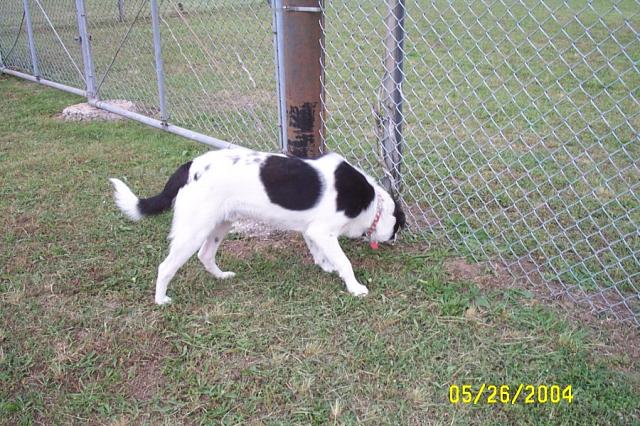 Hey, This isn't My Fence!