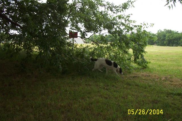 Eddie's Comtemplating the Best Escape Route