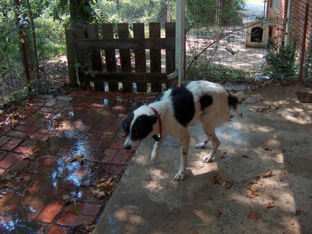 Shake, shake, shake!