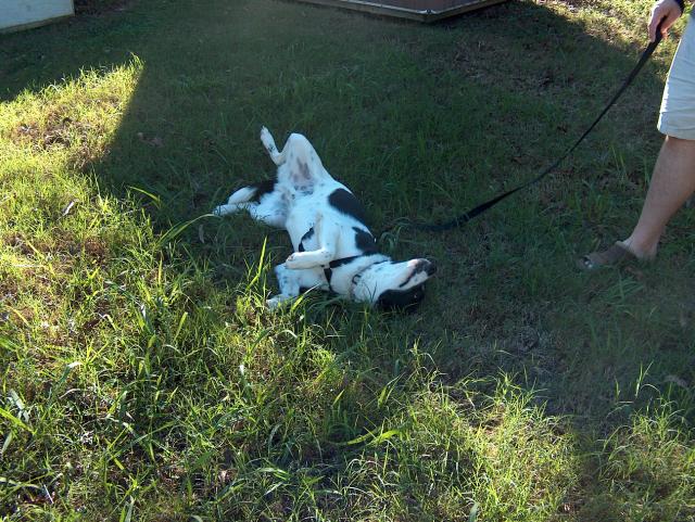 Maybe if I play dead...