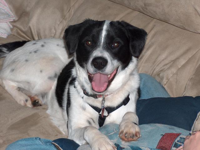 I like being an inside dog!