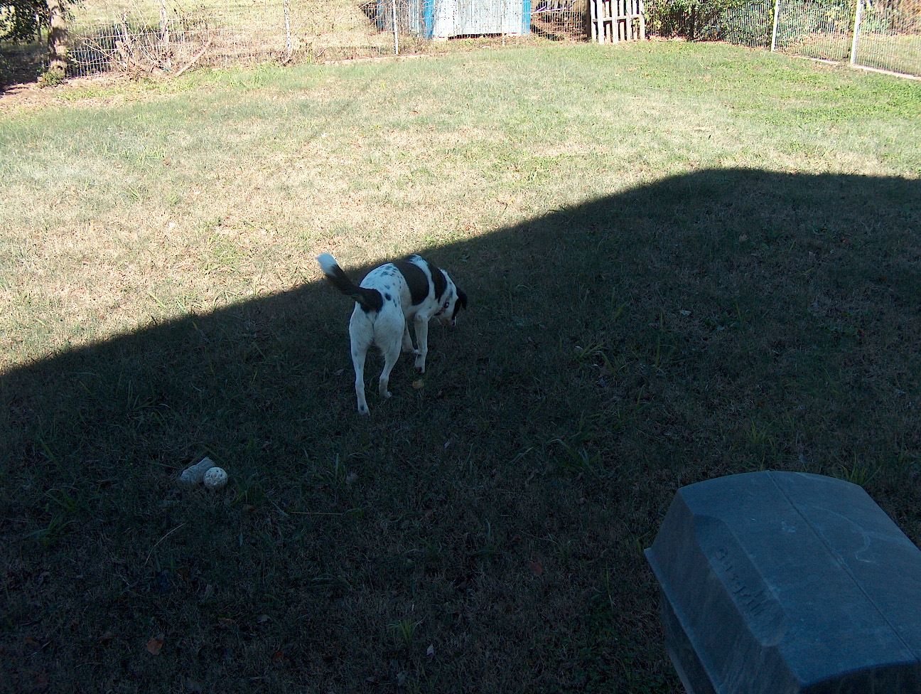 Why'd you throw it in the big shadow?