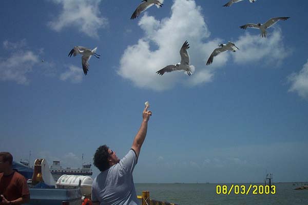 Feeding the Seagulls