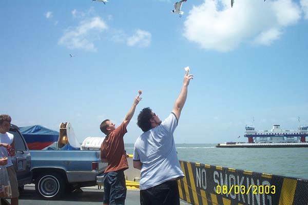 Feeding the Seagulls