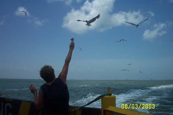 Feeding the Seagulls